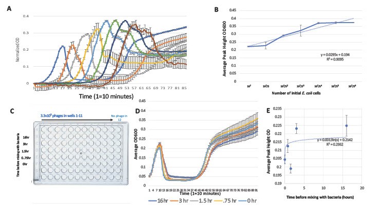 Bacterial growth curves under phage infection at different starting conditions